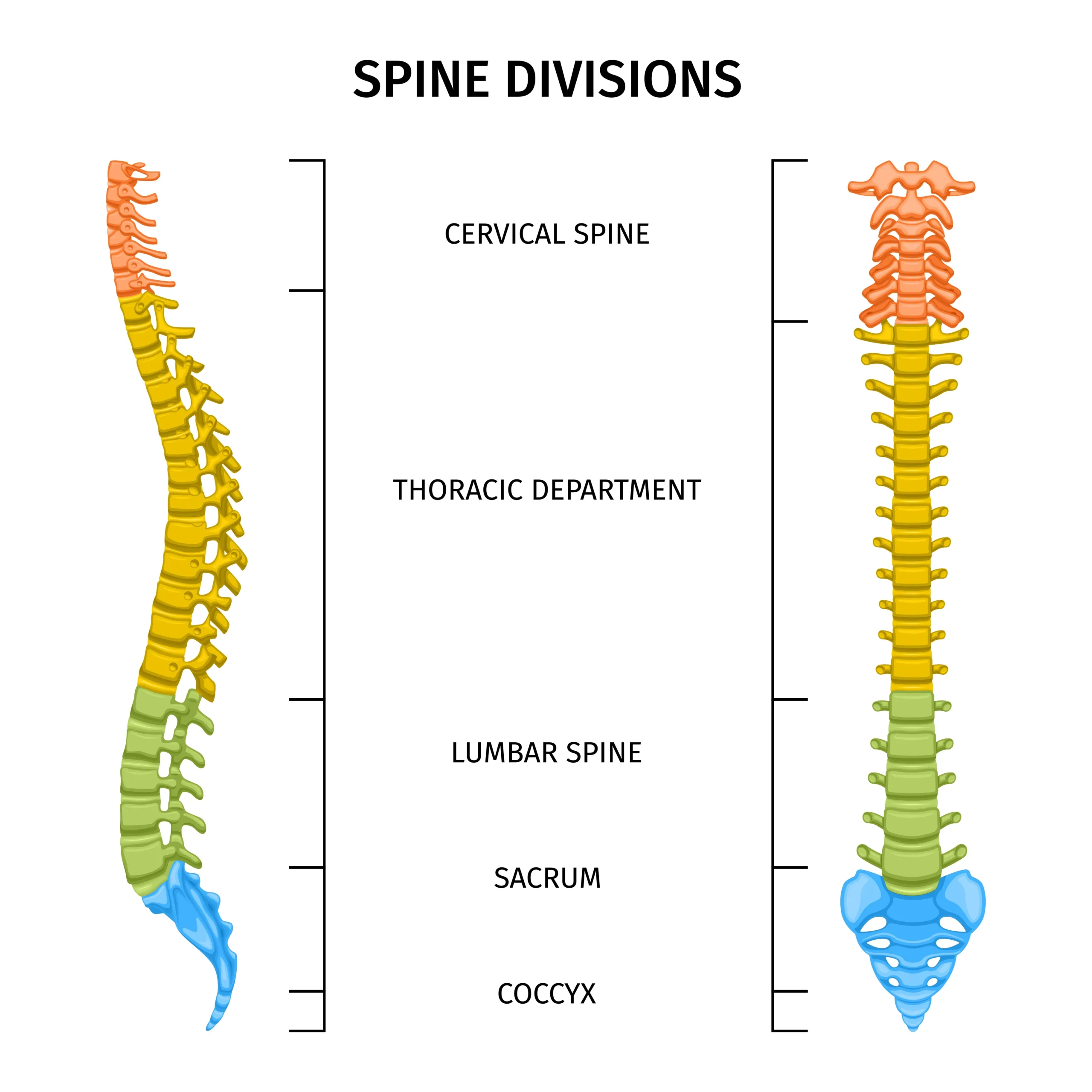 The four regions of the spine